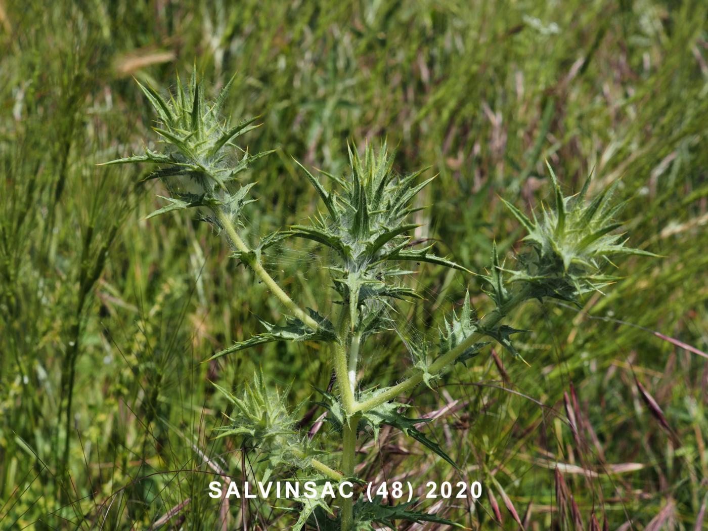 Thistle, Distaff leaf